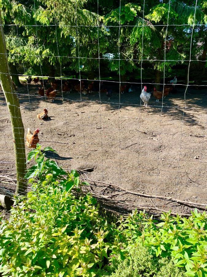 Agroturystyka Nad Jeziorem Silickim Ilinscy Silice Exteriör bild