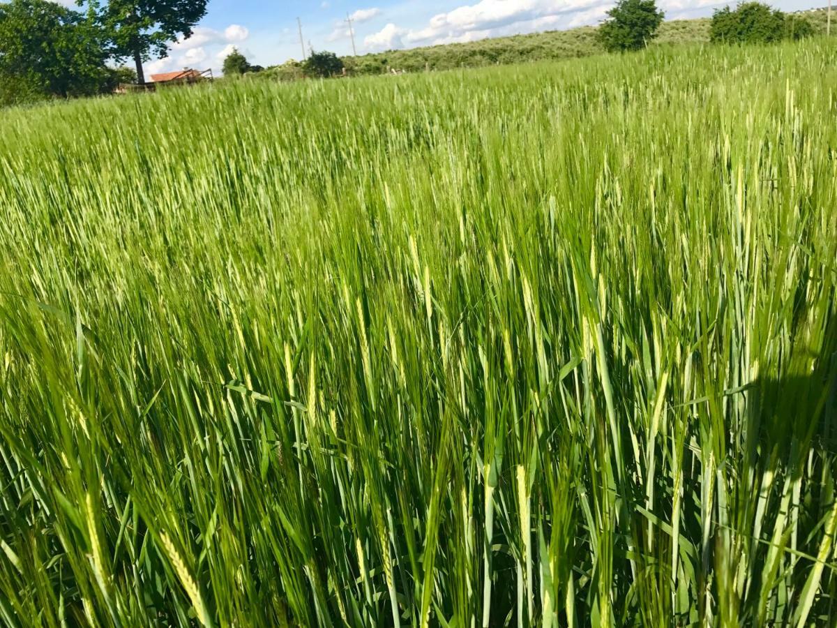 Agroturystyka Nad Jeziorem Silickim Ilinscy Silice Exteriör bild